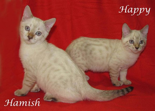 17.12.11 026-Hamish&Happy kopie